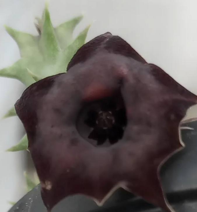 Huernia 'Korat Crimson' 5 Seeds