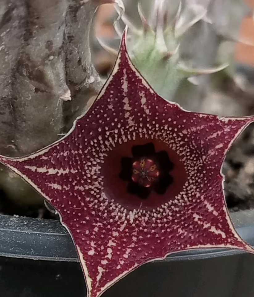 Huernia 'Strawberry Frosting' 5 Seeds