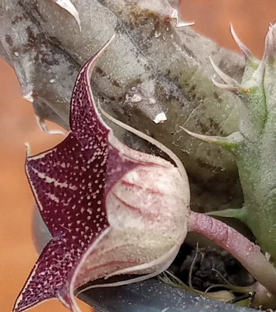 Huernia 'Strawberry Frosting' 5 Seeds
