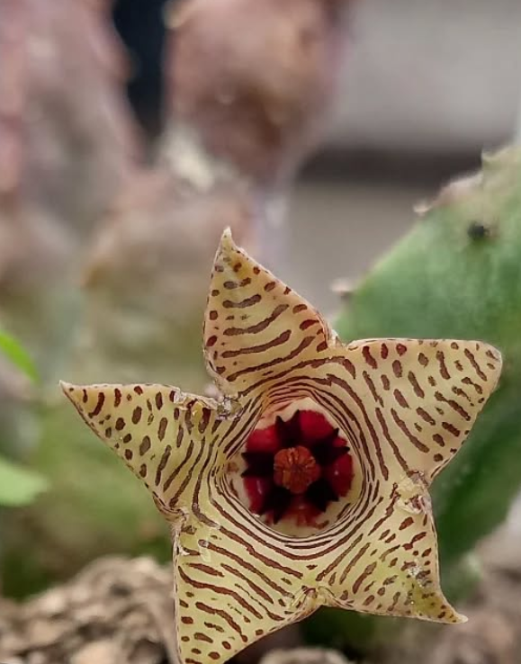 Huernia thuretii var. striata 5 Seeds