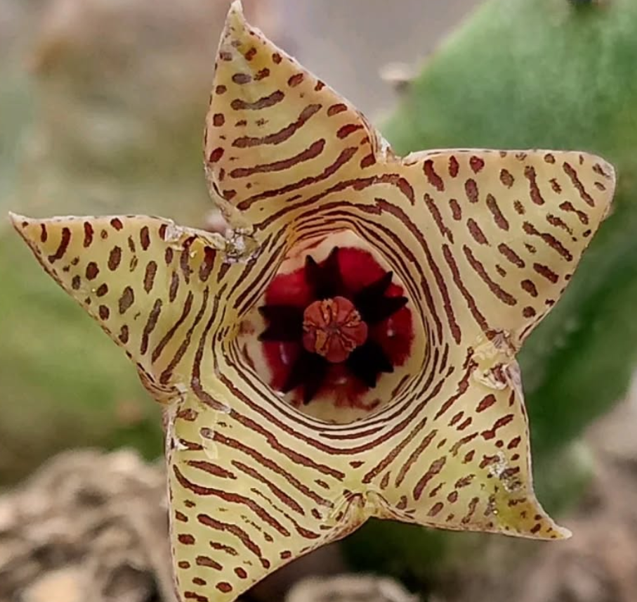 Huernia thuretii var. striata 5 Seeds