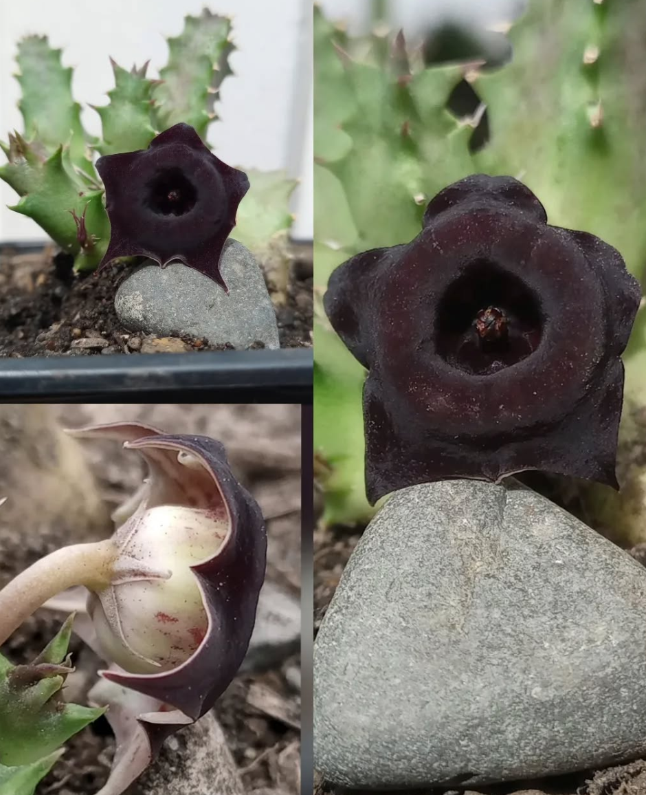 Huernia 'Blackberry' 5 Seeds