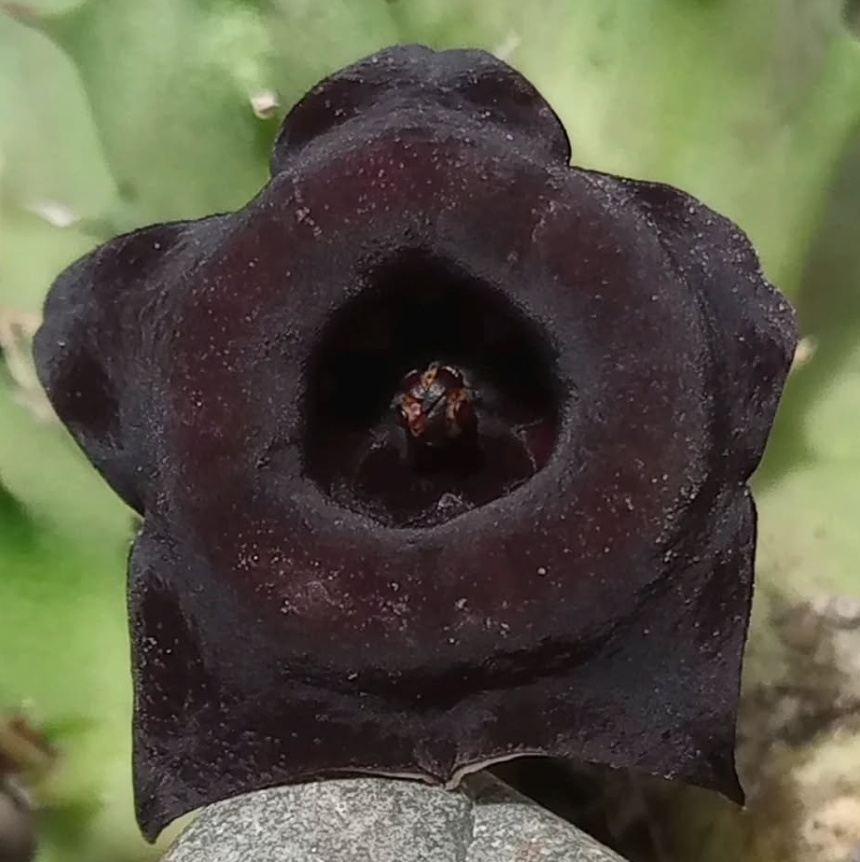 Huernia 'Blackberry' 5 Seeds