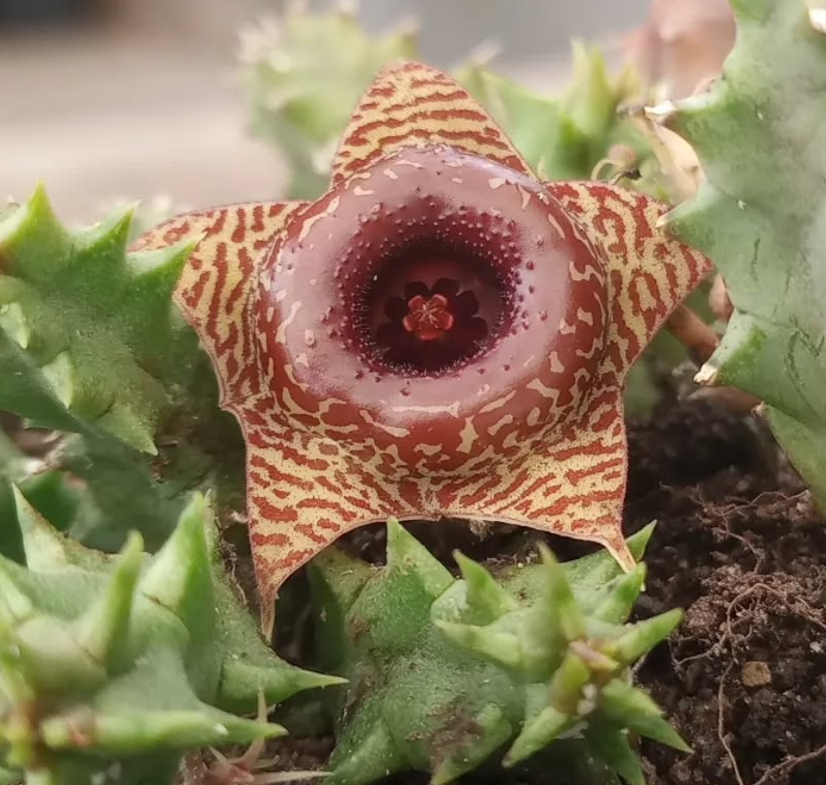 Huernia 'Confusion' 5 Seeds