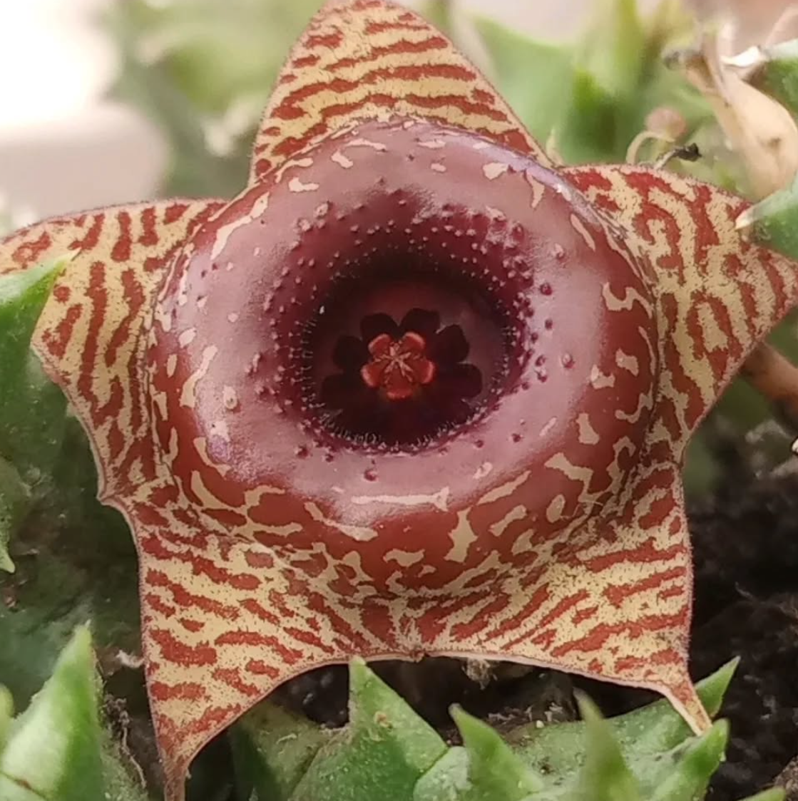 Huernia 'Confusion' 5 Seeds