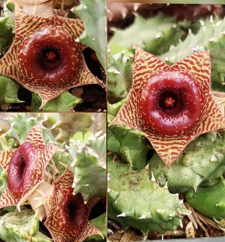 Huernia 'Confusion' 5 Seeds