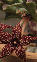 Orbea albocastanea 6 Seeds