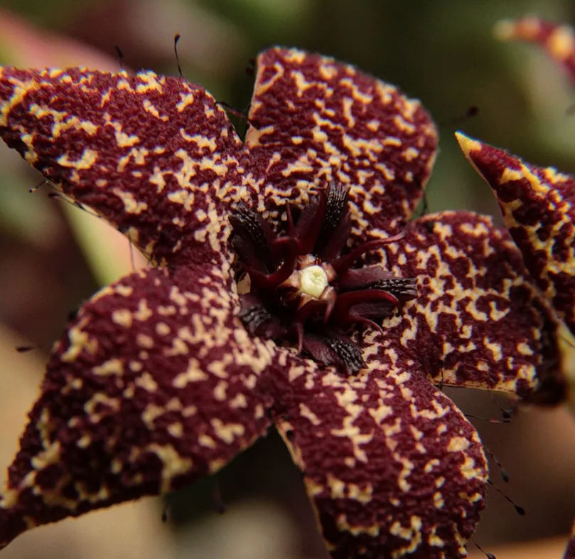 Orbea albocastanea 6 Seeds