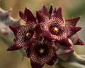 Caralluma joannis 5 Seeds