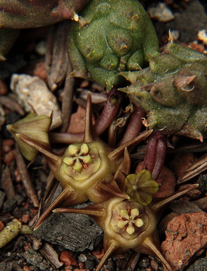 Duvalia modesta 5 Seeds