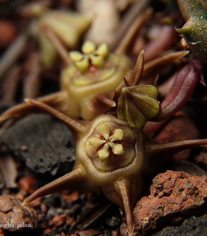 Duvalia modesta 5 Seeds