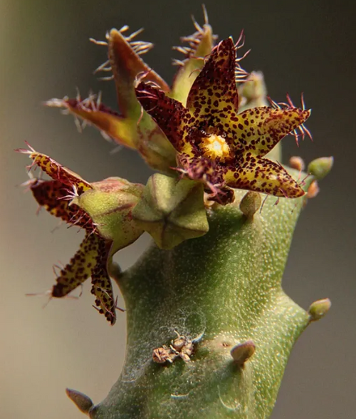 Caralluma staintonii 5 Seeds