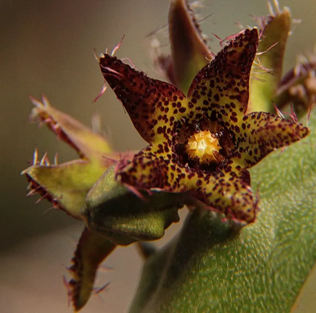 Caralluma staintonii 5 Seeds