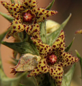 Orbea wilsonii 6 Seeds