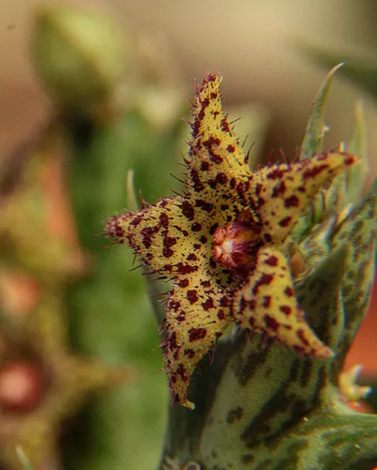 Orbea wilsonii 6 Seeds