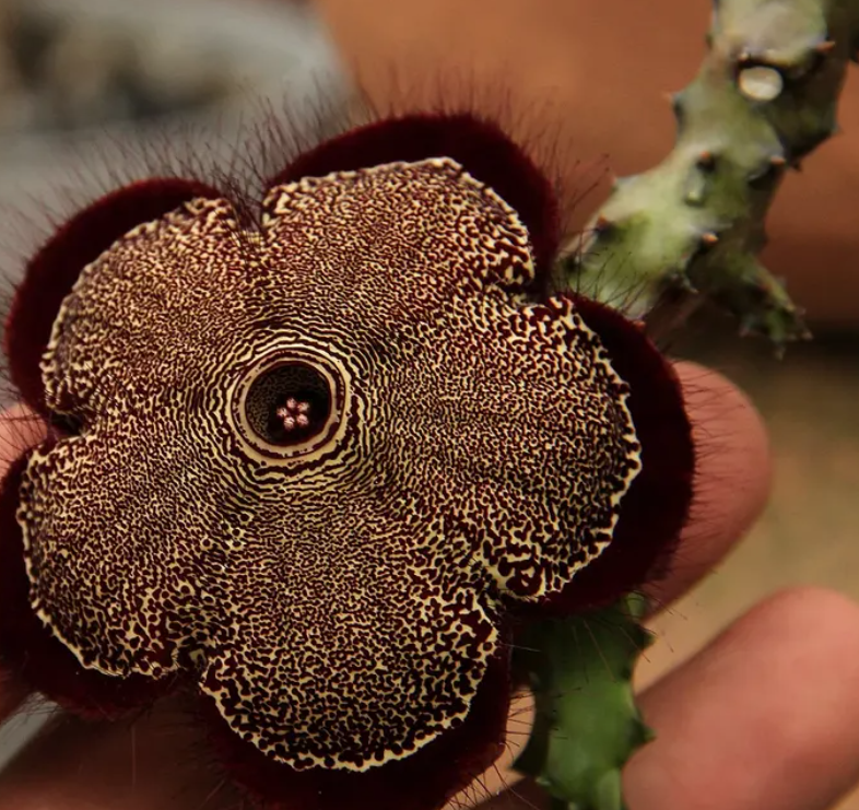 Edithcolea grandis var. baylissiana 5 Seeds