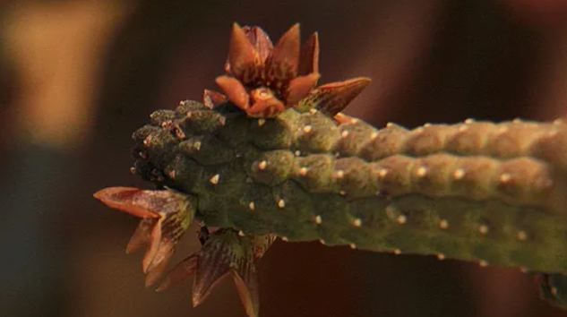 Echidnopsis kohaitoensis 5 Seeds