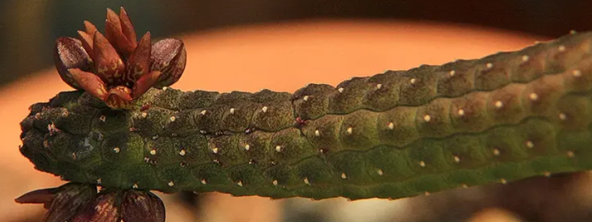 Echidnopsis kohaitoensis 5 Seeds