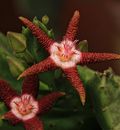 Stapelia flavopurpurea (brown) 6 Seeds