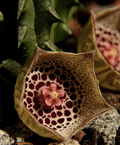 Huernia Calosticta 5 Seeds