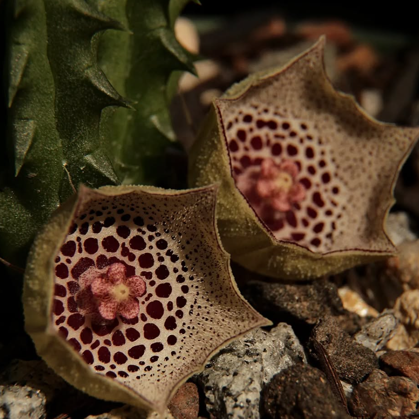 Huernia Calosticta 5 Seeds