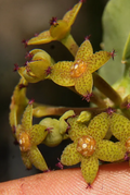 Caralluma penicillata 5 Seeds