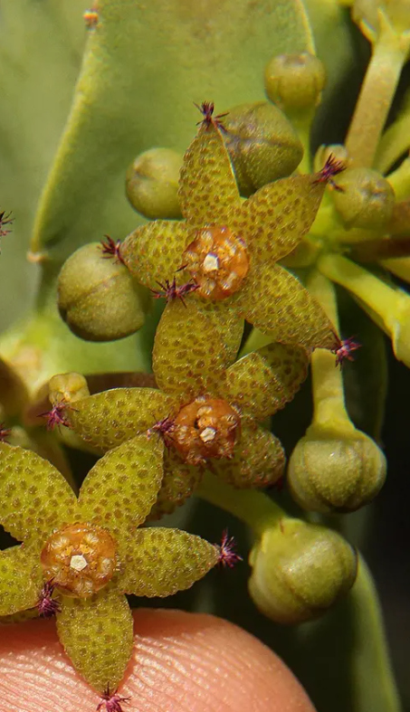 Caralluma penicillata 5 Seeds