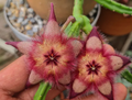 Stapelia hirsuta 'Mitchell pass' 5 Seeds