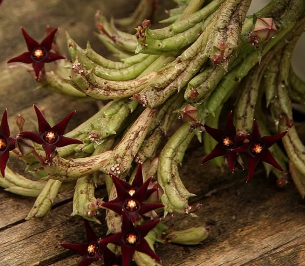 Angolluma doddsiae 6 Seeds