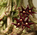 Angolluma doddsiae 6 Seeds