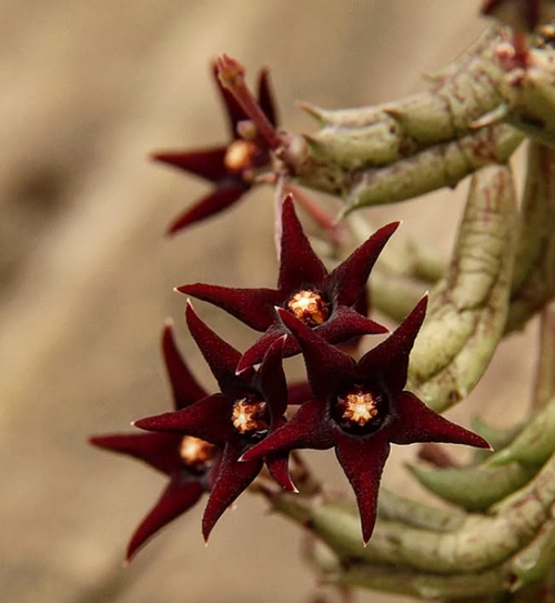Angolluma doddsiae 6 Seeds