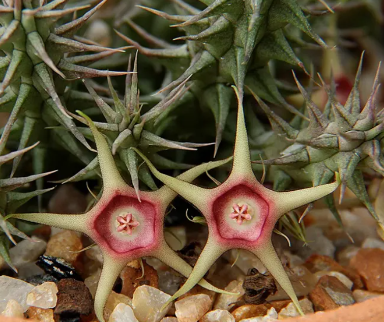 Huernia verekeri ssp. verekeri 5 Seeds