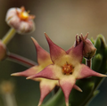 Stapelia surrecta 5 Seeds
