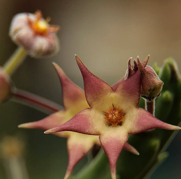Stapelia surrecta 5 Seeds