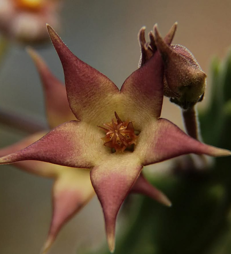 Stapelia surrecta 5 Seeds