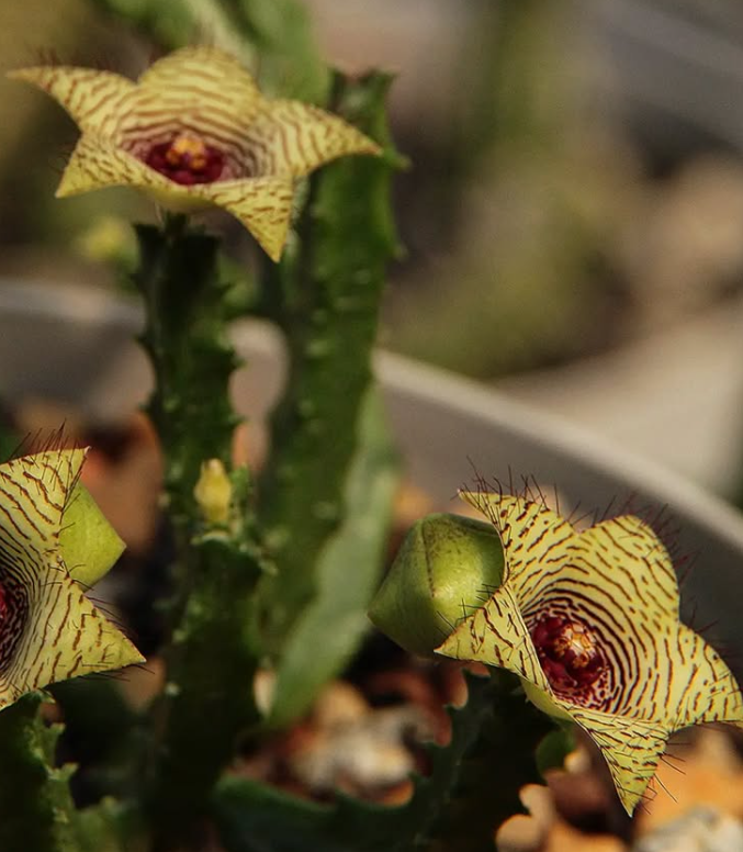 Caralluma pauciflora 5 Seeds