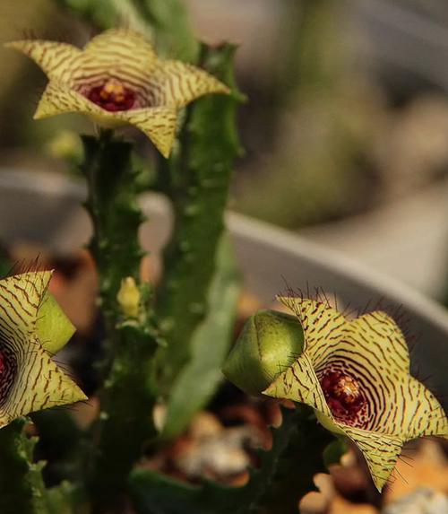 Caralluma pauciflora 5 Seeds