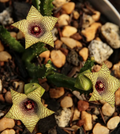 Caralluma pauciflora 5 Seeds