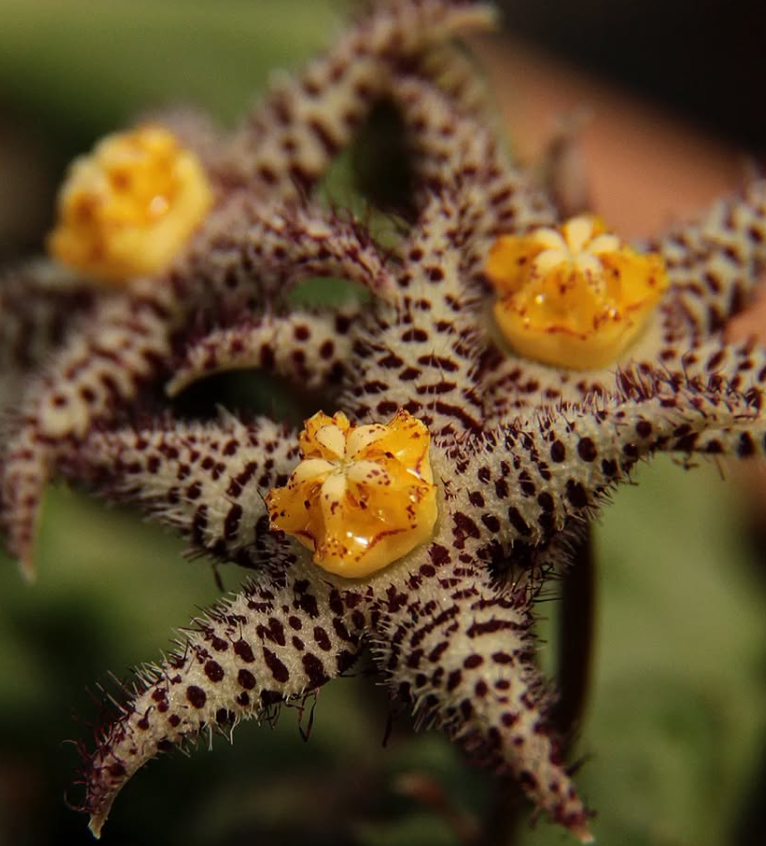 Piaranthus comptus 5 Seeds