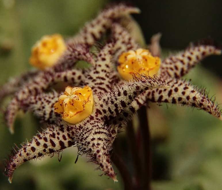 Piaranthus comptus 5 Seeds