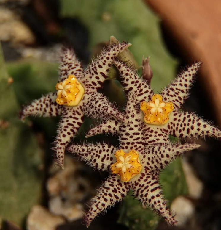 Piaranthus comptus 5 Seeds