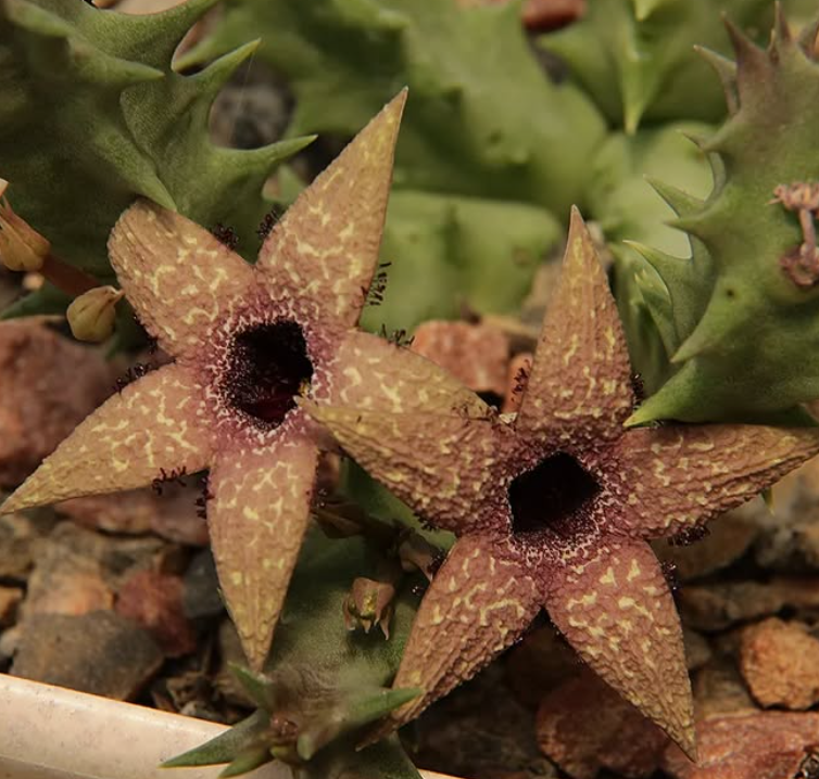 Orbea Gerstneri 6 Seeds