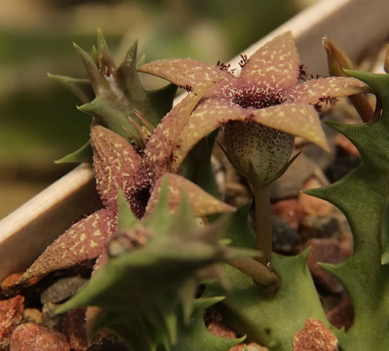 Orbea Gerstneri 6 Seeds