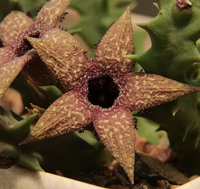 Orbea Gerstneri 6 Seeds
