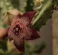Tromotriche revoluta var. tigrida 5 Seeds