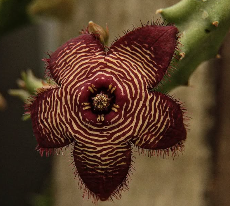 Tromotriche revoluta var. tigrida 5 Seeds