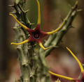 Orbea Lugardii 6 Seeds