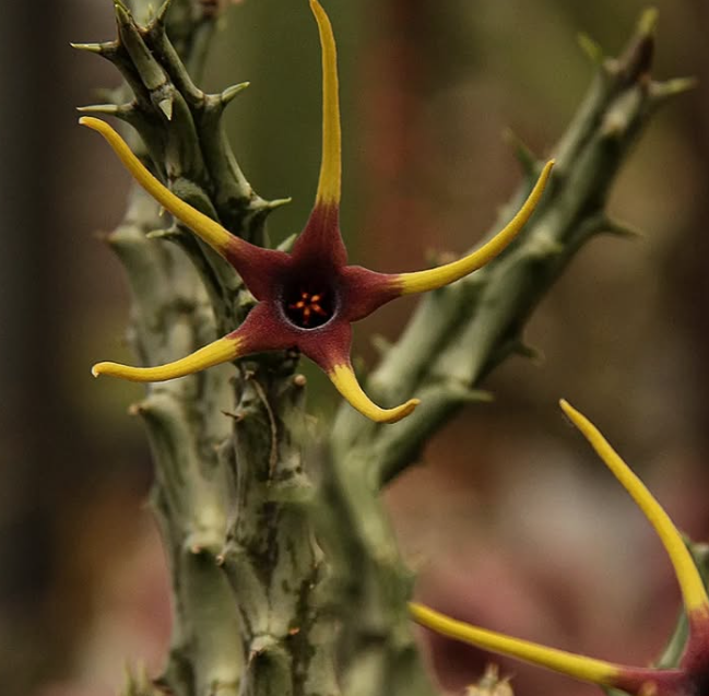 Orbea Lugardii 6 Seeds