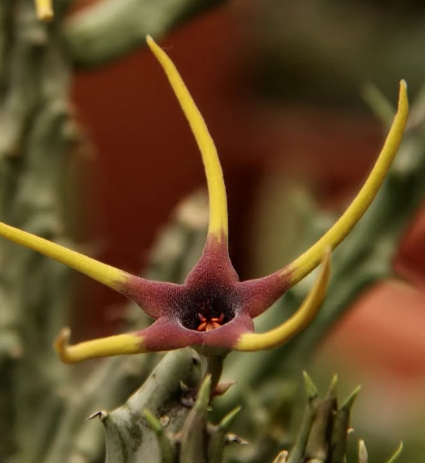 Orbea Lugardii 6 Seeds
