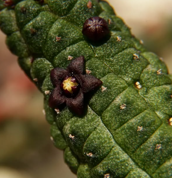 Echidnopsis dammanniana 5 Seeds